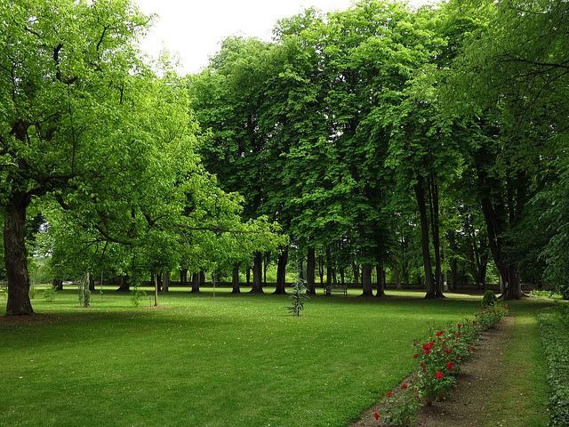 Over 3500+ Native Trees